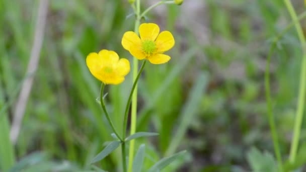 Die Blume Ist Die Scharfe Butterblume Die Fingerhutgans Das Schwarze — Stockvideo