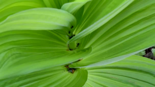 Hellebore Lobel Zbliżenie Mrówki Bagażniku — Wideo stockowe