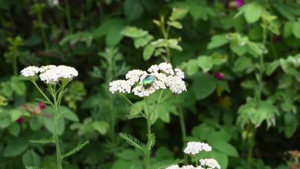 セトニア オーラタは 白い花の上にラメラスカラブの家族のサブファミリーセトニナエブロンズからカブトムシの種です 緑の草の背景に白い花にカブトムシ — ストック動画