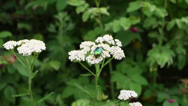 Cetonia Aurata Вид Жуков Подсемейства Cetoniinae Бронзовых Семействе Пластинчатых Скарабеев — стоковое видео