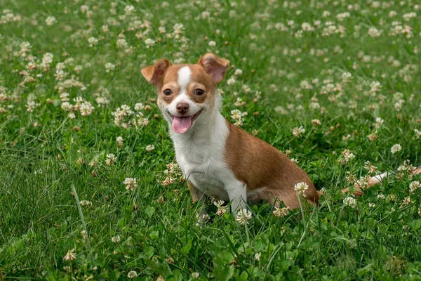 Štěňátka Chihuahua Roztomilá Štěňátka Chihuahua Procházka Úsměv Zelené Trávě Parku — Stock fotografie