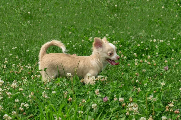Štěňátka Chihuahua Roztomilá Štěňátka Chihuahua Procházka Úsměv Zelené Trávě Parku — Stock fotografie