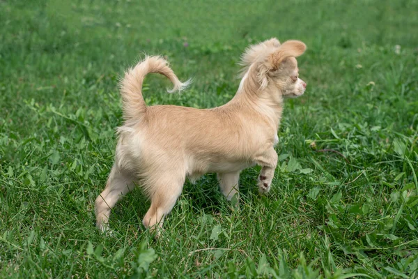 Chihuahua yavruları. Sevimli Chihuahua yavru, frolic yürümek ve Park'ta yeşil çim gülümseme 