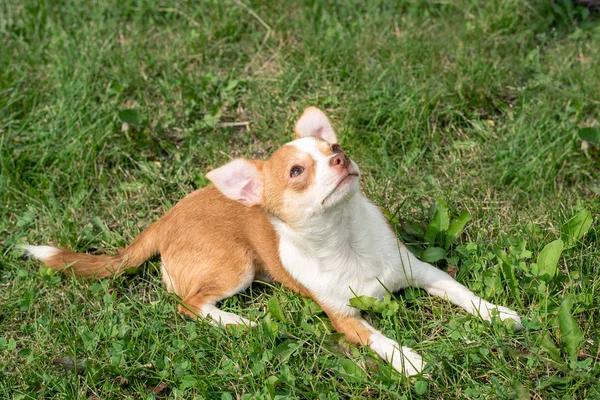 Chihuahua Welpen Niedliche Chihuahua Welpen Spazieren Toben Und Lächeln Auf — Stockfoto