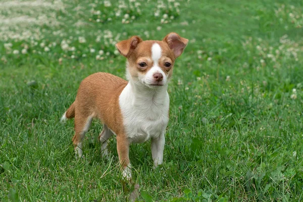 Chihuahua Welpen Niedliche Chihuahua Welpen Spazieren Toben Und Lächeln Auf — Stockfoto