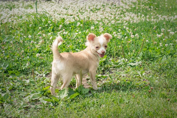 Chihuahua yavruları. Sevimli Chihuahua yavru, frolic yürümek ve Park'ta yeşil çim gülümseme 