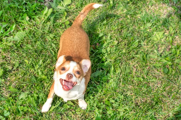 Štěňátka Chihuahua Roztomilá Štěňátka Chihuahua Procházka Úsměv Zelené Trávě Parku — Stock fotografie