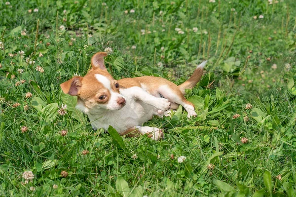 Chihuahua Welpen Niedliche Chihuahua Welpen Spazieren Toben Und Lächeln Auf — Stockfoto