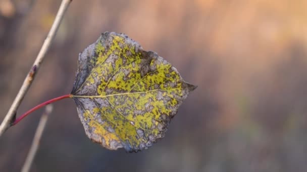 Gelbes Pappelblatt Ast Tag Das Gelbe Herbstblatt Der Pappel Schwingt — Stockvideo