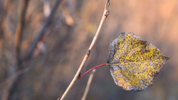 Gelbes Pappelblatt Ast Tag Das Gelbe Herbstblatt Der Pappel Schwingt — Stockvideo