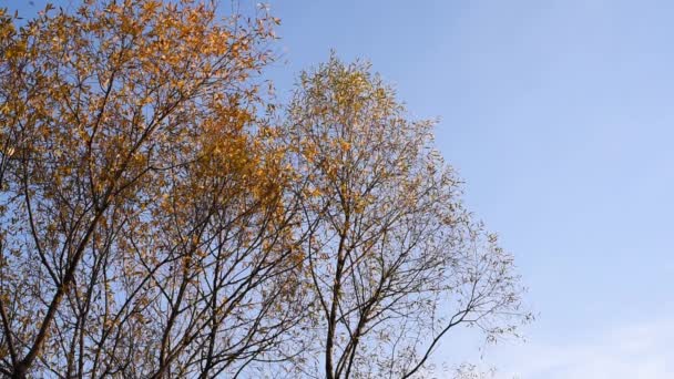 Вершины Деревьев Желтыми Листьями Фоне Голубого Неба Теплого Осеннего Дня — стоковое видео