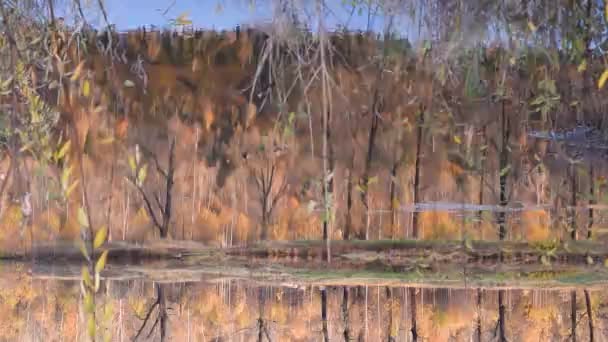 在一个温暖的秋日里 池塘里的天空和黄色的树叶在反射 叶子呈黄色的树在池塘里反射出来 湖水从风中流淌出来 — 图库视频影像