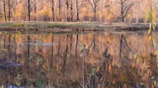 黄色の葉を持つ秋の木の背景に湖 秋の風景 木が茂る岸の池 — ストック動画