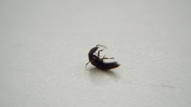 Böceği. Böcek kenarında yatıyor ve ayağa kalkmaya çalışır