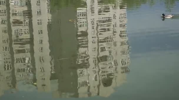 アヒル 高層ビルの背景に湖に沿って泳ぐアヒル — ストック動画