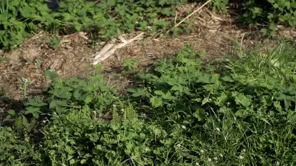 Des Ordures Poubelles Flottant Dans Lac — Video