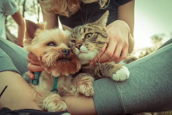 Kedi Köpek Yorkshire Korkunç Kedi Yanında Oturur — Stok fotoğraf