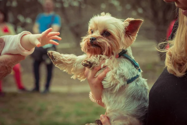 Yorkshire Terrier Mano Del Bebé Tocó Perro — Foto de Stock