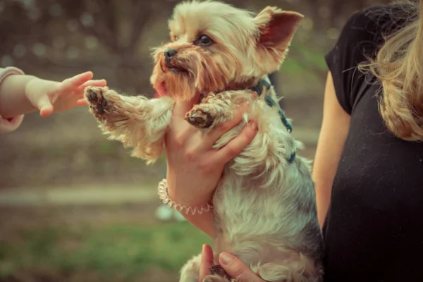 Yorkshire Terrier Baby Hand Aangeraakt Hond — Stockfoto