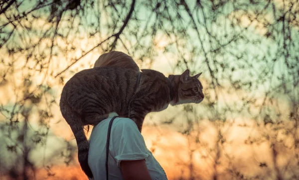 Cat on a leash. A girl is walking with a cat that sits on her shoulder