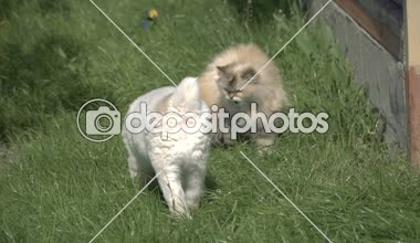 Kukla Alabai doğurmak