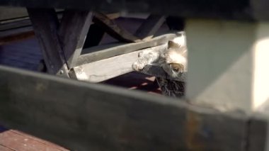 Sokak kedisi. Sokakta yaşayan bir kedi