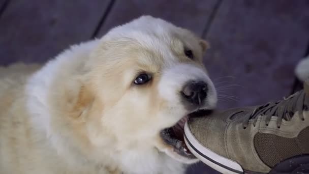 Σκύλος Τρώει Μια Ύπουλος Κουτάβι Γιορκσάιρ — Αρχείο Βίντεο