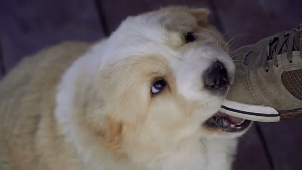 Dog Eating Sneaker Puppy Alabai — Stock Video