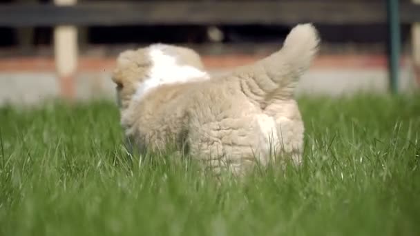阿拉拜品种的小狗 — 图库视频影像