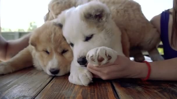 Puppies Alabai Breed — Stock Video