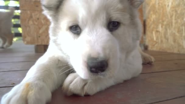 알라바이 품종의 강아지 — 비디오
