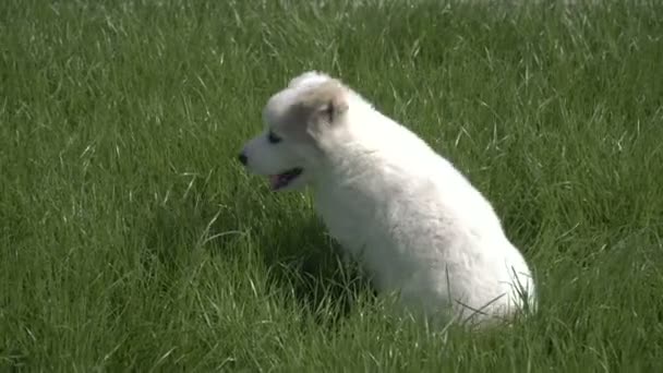 阿拉拜品种的小狗 — 图库视频影像