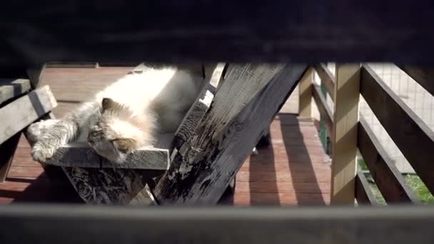 Ulicy Kot Kot Który Mieszka Ulicy — Wideo stockowe