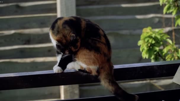 Gato Callejero Gato Que Vive Calle — Vídeos de Stock