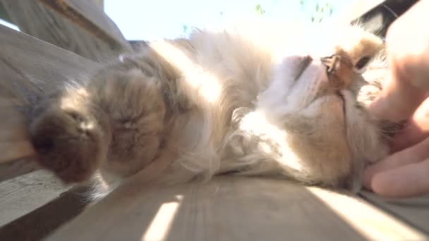 Sokak Kedisi Sokakta Yaşayan Bir Kedi — Stok video