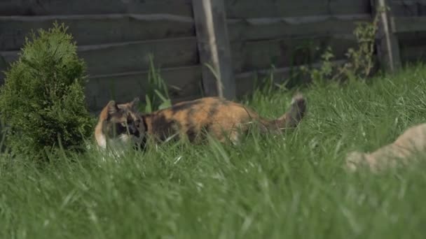 Вуличний Кіт Кіт Який Живе Вулиці — стокове відео