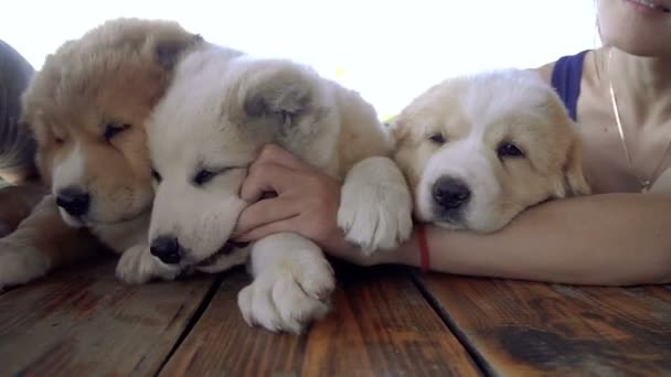 Filhote Cachorro Alabai Cara Uma Menina Abraçam Filhotes Alabai — Vídeo de Stock