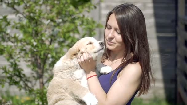 Filhote Cachorro Alabai Menina Abraça Filhotes Alabai — Vídeo de Stock