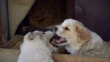 Köpek yavrusu Alabai. Bir adam ve bir kız Alabai kukla sarılmak