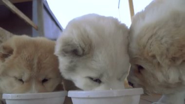 Kukla Alabai doğurmak