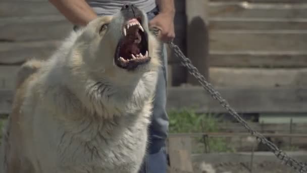 警備犬 ロットワイラー犬 — ストック動画