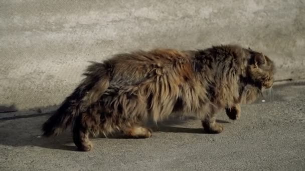 ストリートの猫 通りに住んでいる猫 — ストック動画
