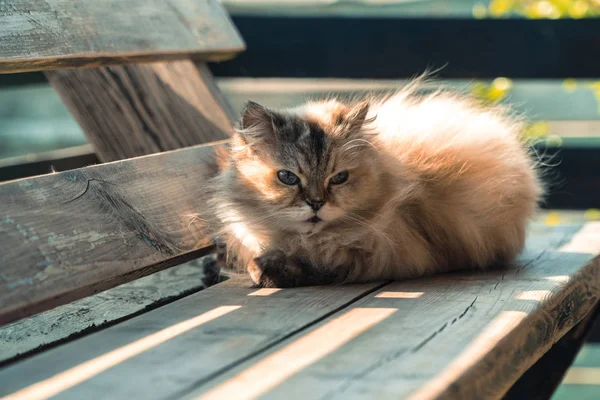 Sokak Kedisi Sokakta Yaşayan Bir Kedi — Stok fotoğraf