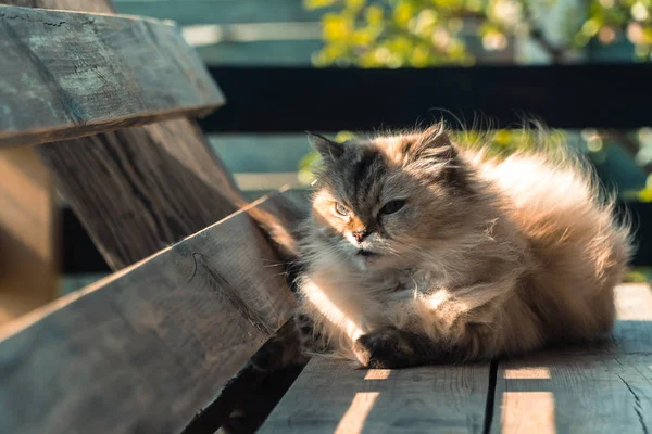 Gato Callejero Gato Que Vive Calle — Foto de Stock