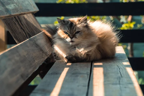 Уличный Кот Кот Который Живет Улице — стоковое фото