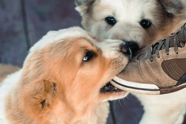 Dog Eating Sneaker Puppy Alabai — Stock Photo, Image