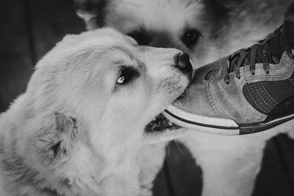The dog is eating a sneaker. Puppy Alabai