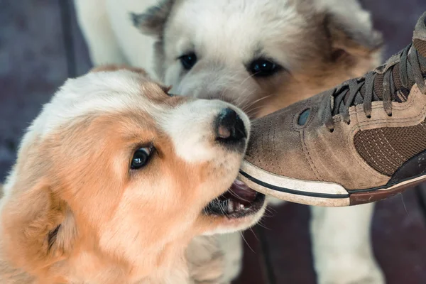 Dog Eating Sneaker Puppy Alabai — Stock Photo, Image