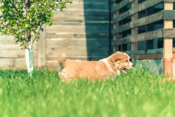 Puppies Alabai Breed — Stock Photo, Image