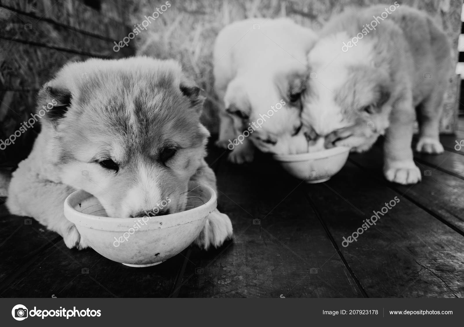 알라바이 품종의 강아지 — 스톡 사진 © liukov #207923178